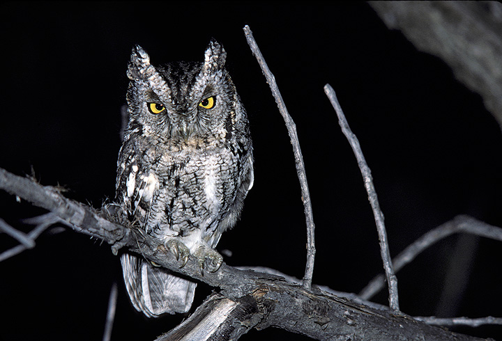 Whiskered Screech Owl perched on a branch looking at us by Rick & Nora Bowers