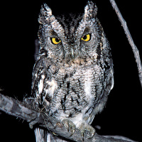 Whiskered Screech Owl