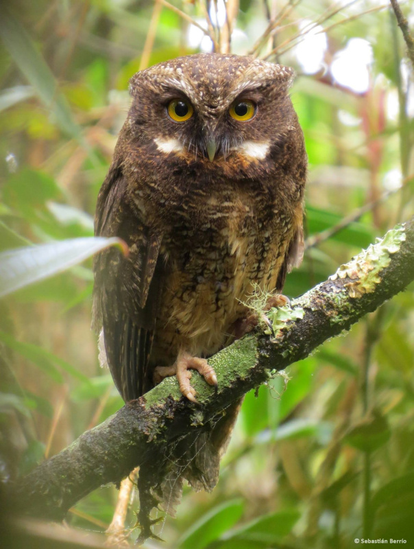 White-throated Screech Owl perched on a branch during the day by Sebastián Berrío 