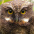 White-throated Screech Owl