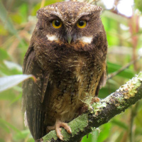 White-throated Screech Owl