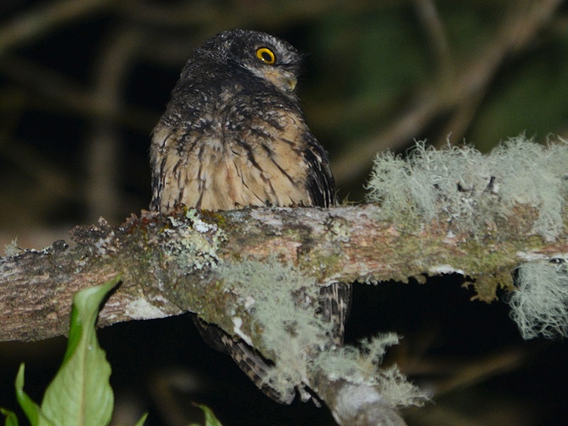 White-throated Screech Owl sits high on a mossy branch at night by Alan Van Norman