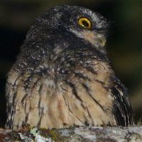 White-throated Screech Owl