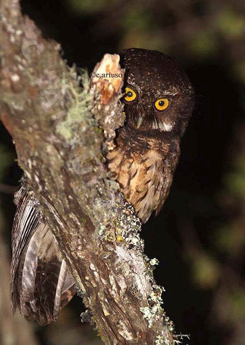 White-throated Screech Owl looks out from behind a thick branch by Christian Artuso