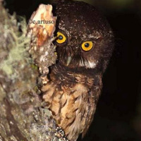 White-throated Screech Owl