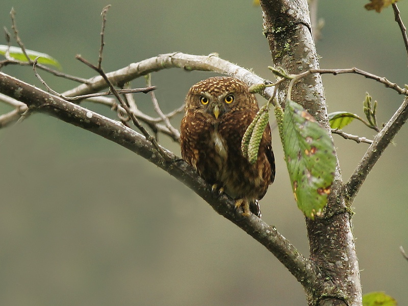 Yungas Pygmy Owl perched on an angled branch by Francesco Veronesi