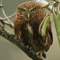 Yungas Pygmy Owl