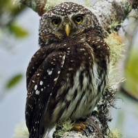 Yungas Pygmy Owl