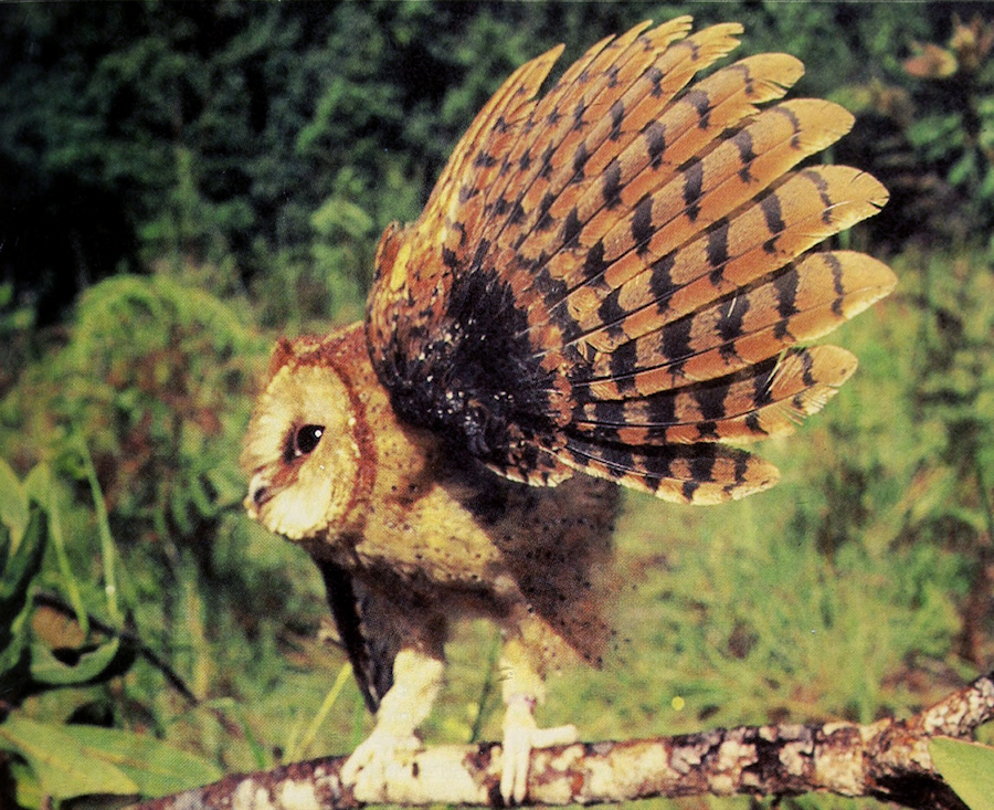 Congo Bay Owl stretching wings in the day by Thomas M. Butynski