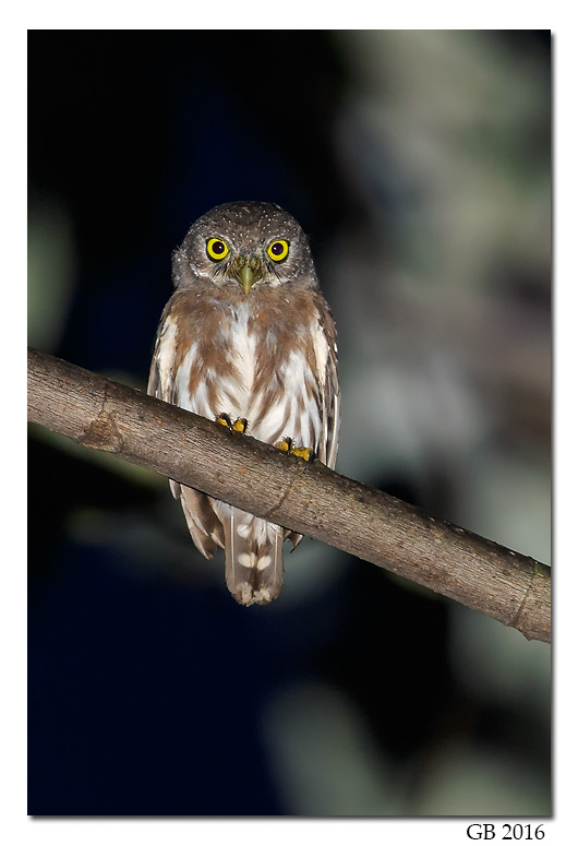 Amazonian Pygmy Owl on a branch at night by Glenn Bartley