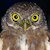 Amazonian Pygmy Owl