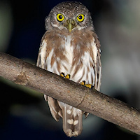Amazonian Pygmy Owl