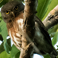 Amazonian Pygmy Owl