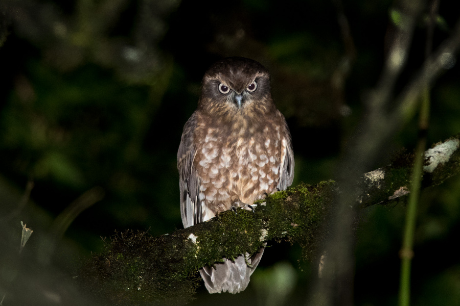 Australian Boobook looking down from a branch at night by Richard Jackson