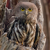 Barking Owl