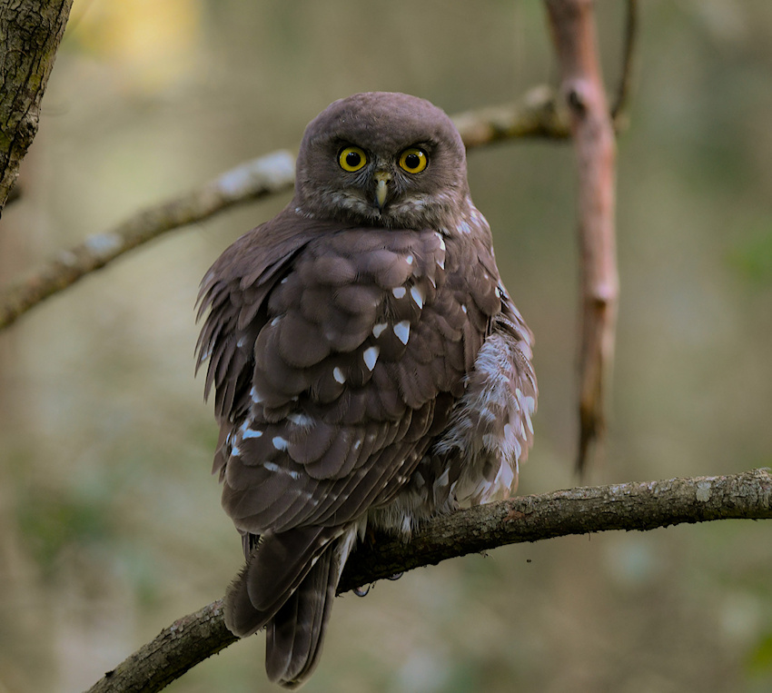 A male Barking Owl fluffed up at roost by Richard Jackson