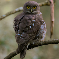 Barking Owl