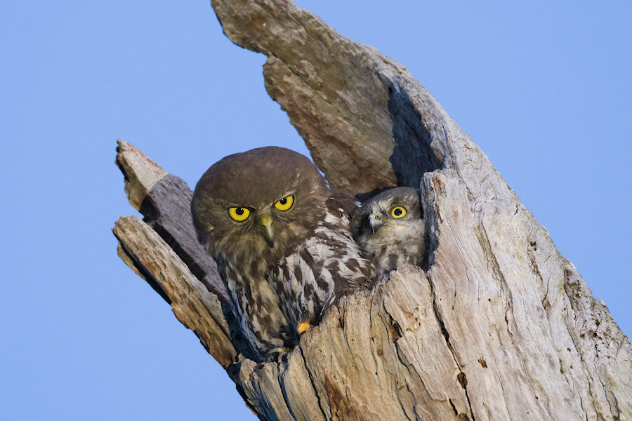 A female and juvenile Barking Owl at the nest hollow by Richard Jackson