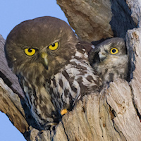 Barking Owl