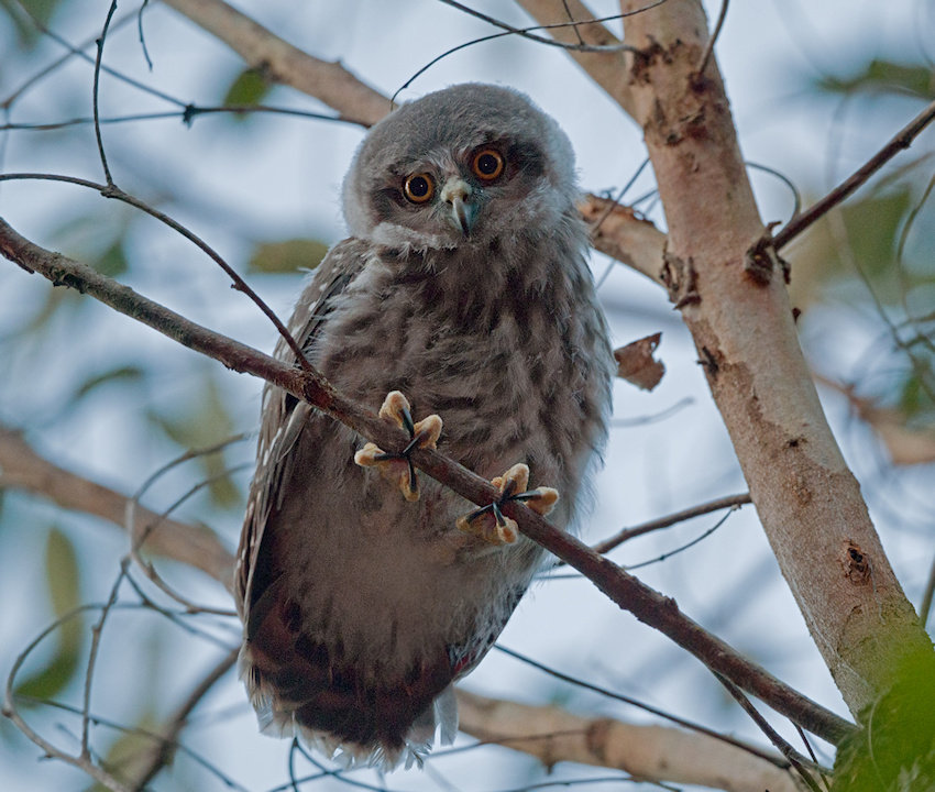 A juvenile Barking Owl high up in a tree by Richard Jackson
