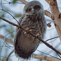 Barking Owl