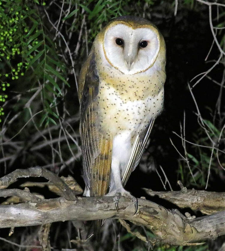American Barn Owl standing on one leg while perched on a branch at night by Jeff Cartier