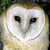 American Barn Owl