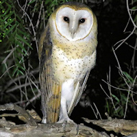 American Barn Owl