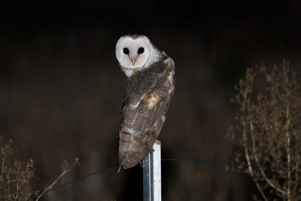 Rear view of a Barn Owl twisting its head around to look at us by Richard Jackson