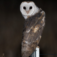 Eastern Barn Owl