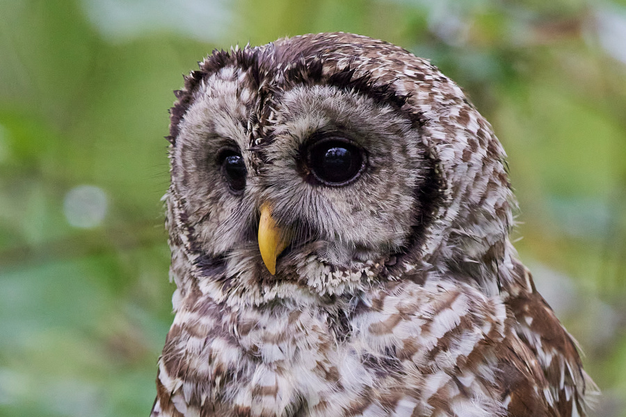 Close up portrait of a Barred Owl by Edward J Plaskon