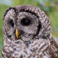 Barred Owl