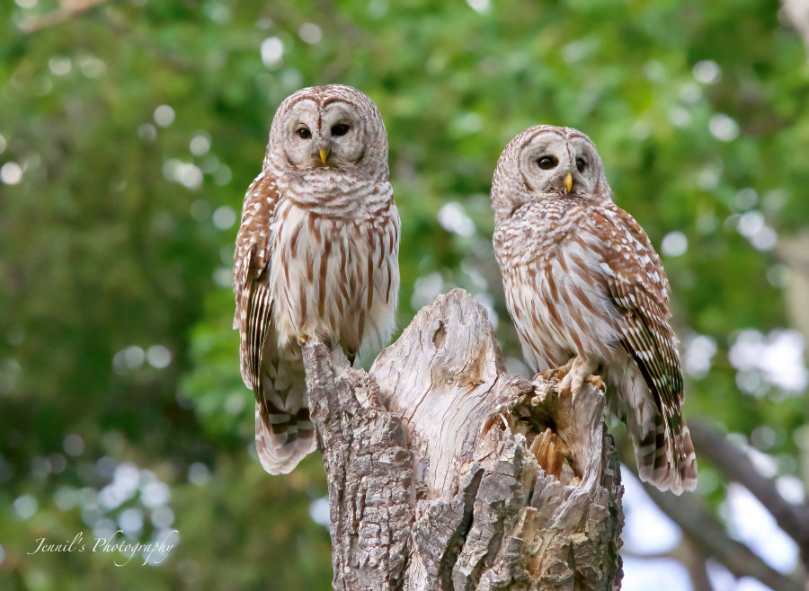 A pair of Barred Owls perched on a tree stump by Jennil Modar