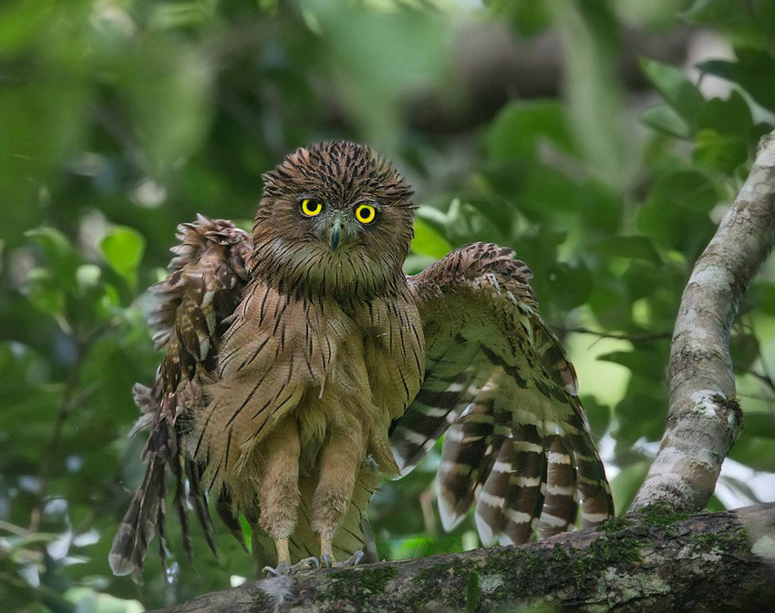 Brown Fish Owl opening its wings by Sarwan Deep Singh