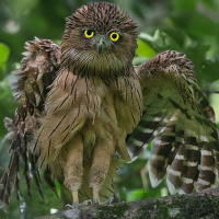 Brown Fish Owl