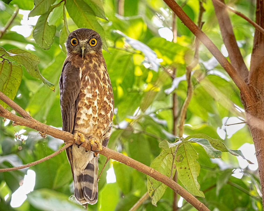 Brown Hawk Owl with wide eyes at roost high in the foliage by Arpan Saha