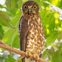 Brown Hawk Owl