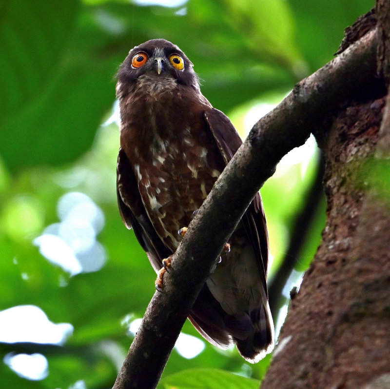 Brown Hawk Owl viewed from below looking ahead by Norvin Ng