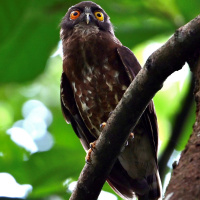 Brown Hawk Owl