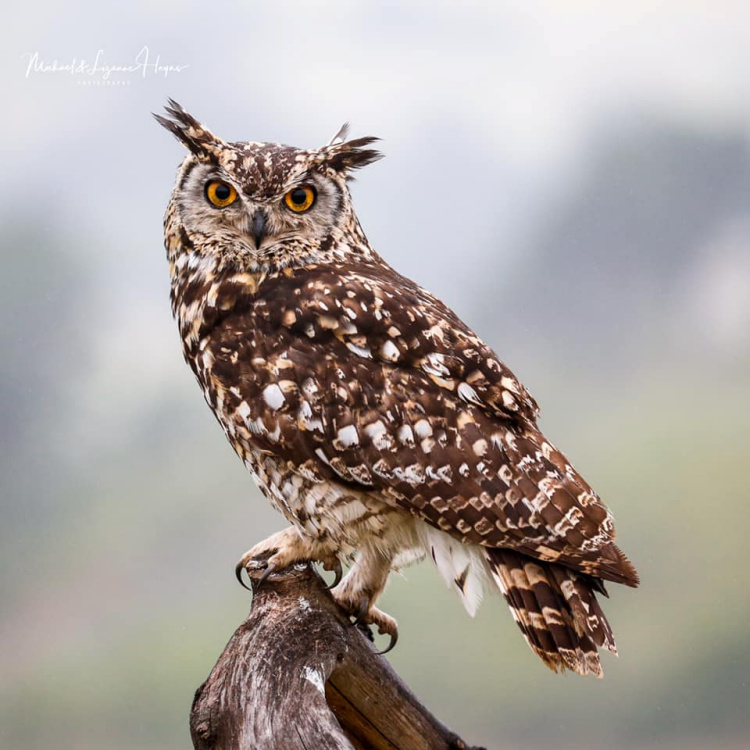 Cape Eagle Owl perches on a bent branch by Michael Heyns