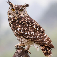 Cape Eagle Owl