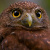 Cloud-forest Pygmy Owl