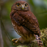 Cloud-forest Pygmy Owl