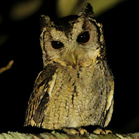 Collared Scops Owl