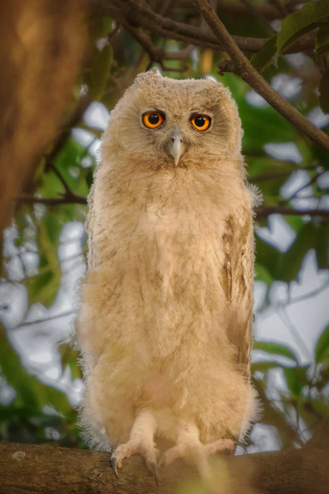 A young Dusky Eagle Owl stands on a branch looking forward by Andy Rouse