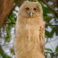 Dusky Eagle Owl