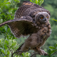 Eurasian Eagle Owl