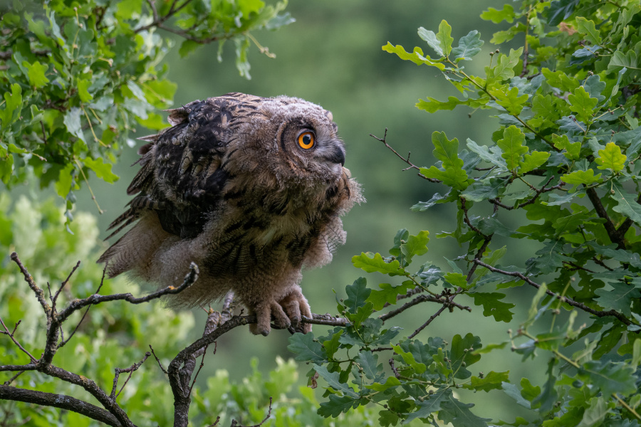 A young Eurasian Eagle Owl is all fluffed up by Agne Vaitkeviciute