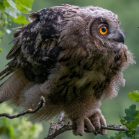 Eurasian Eagle Owl