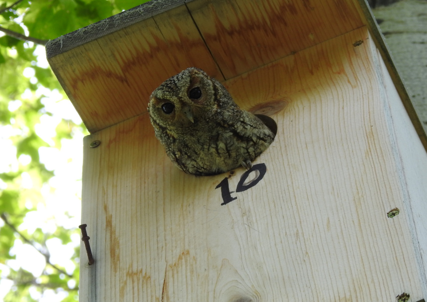Flammulated Owl pokes its head out of a nest box by Tom Wuenschell